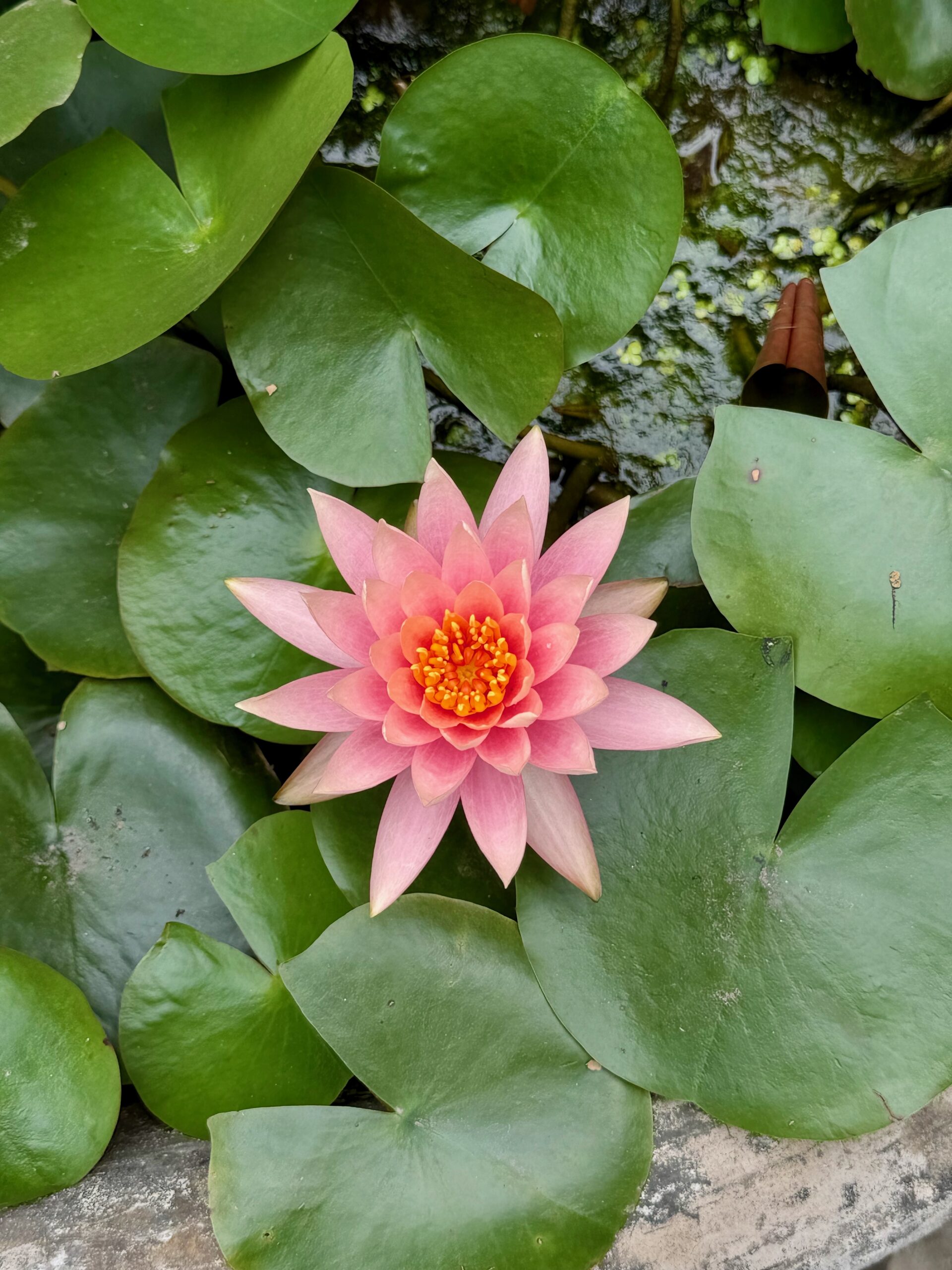 Lạc Hồng gardens at Hang Mua