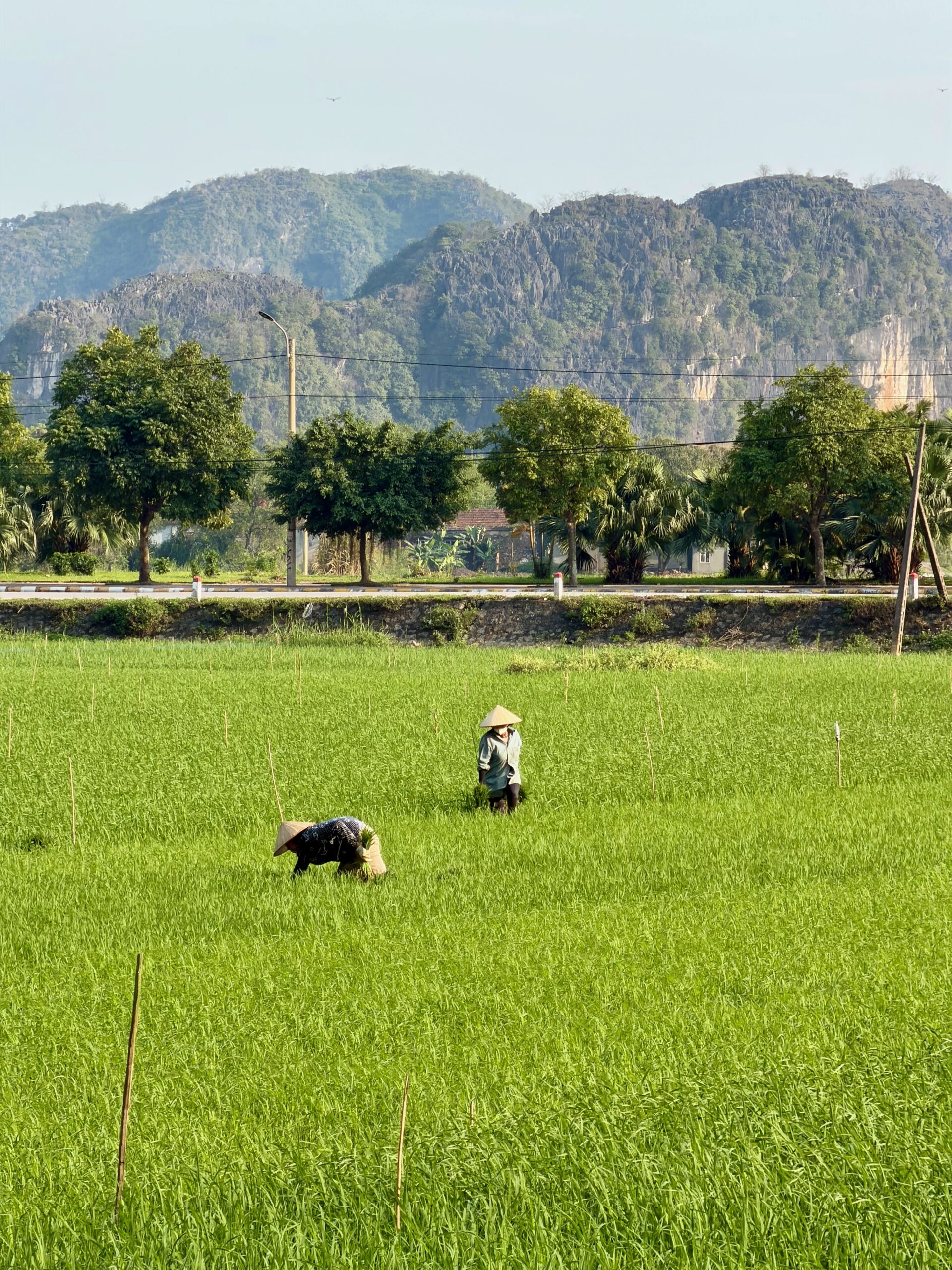 Ninh Binh rice fields