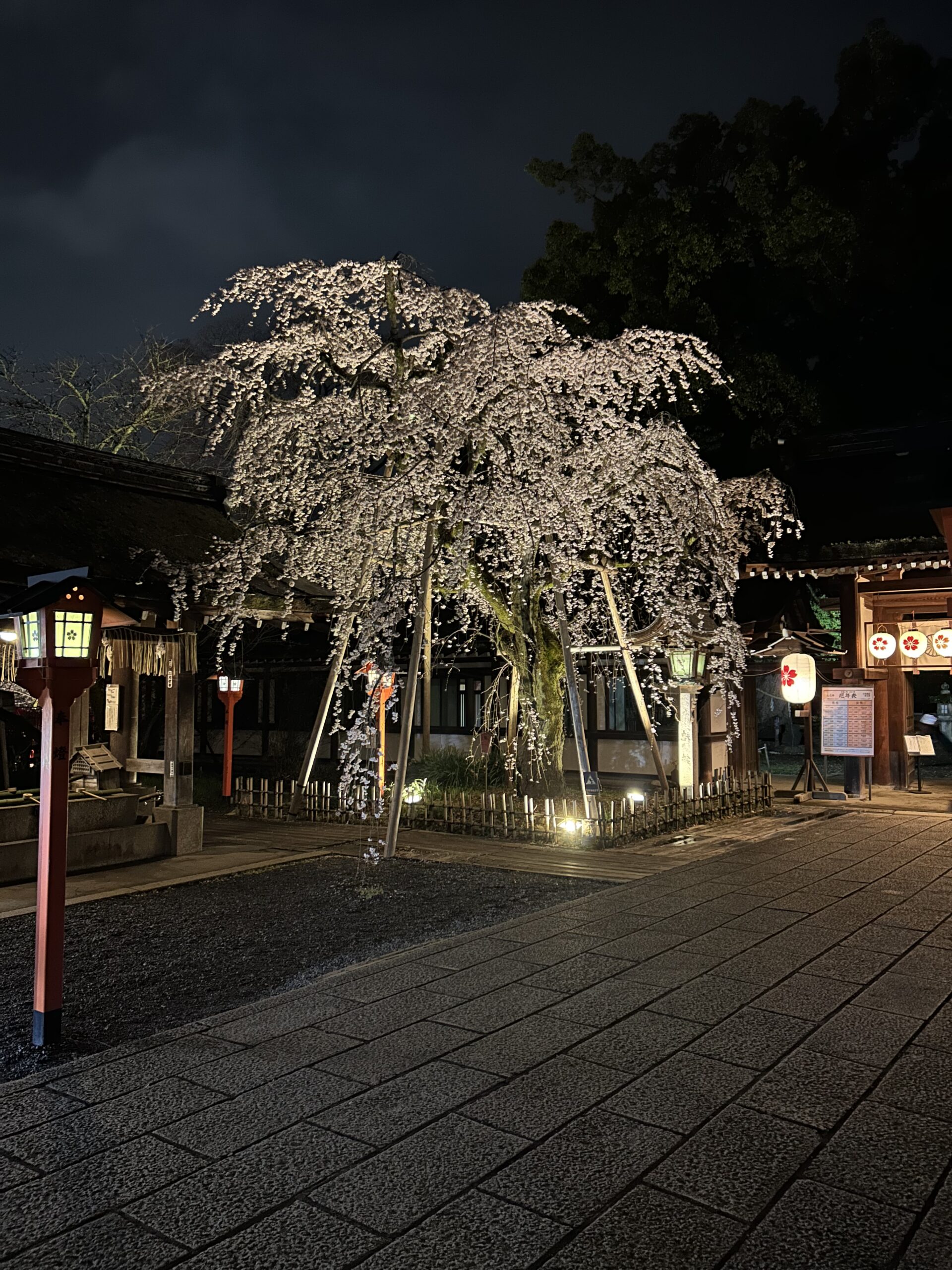 An illuminated weeping cherry tree at a Kyoto shrine after dark, lit from below.