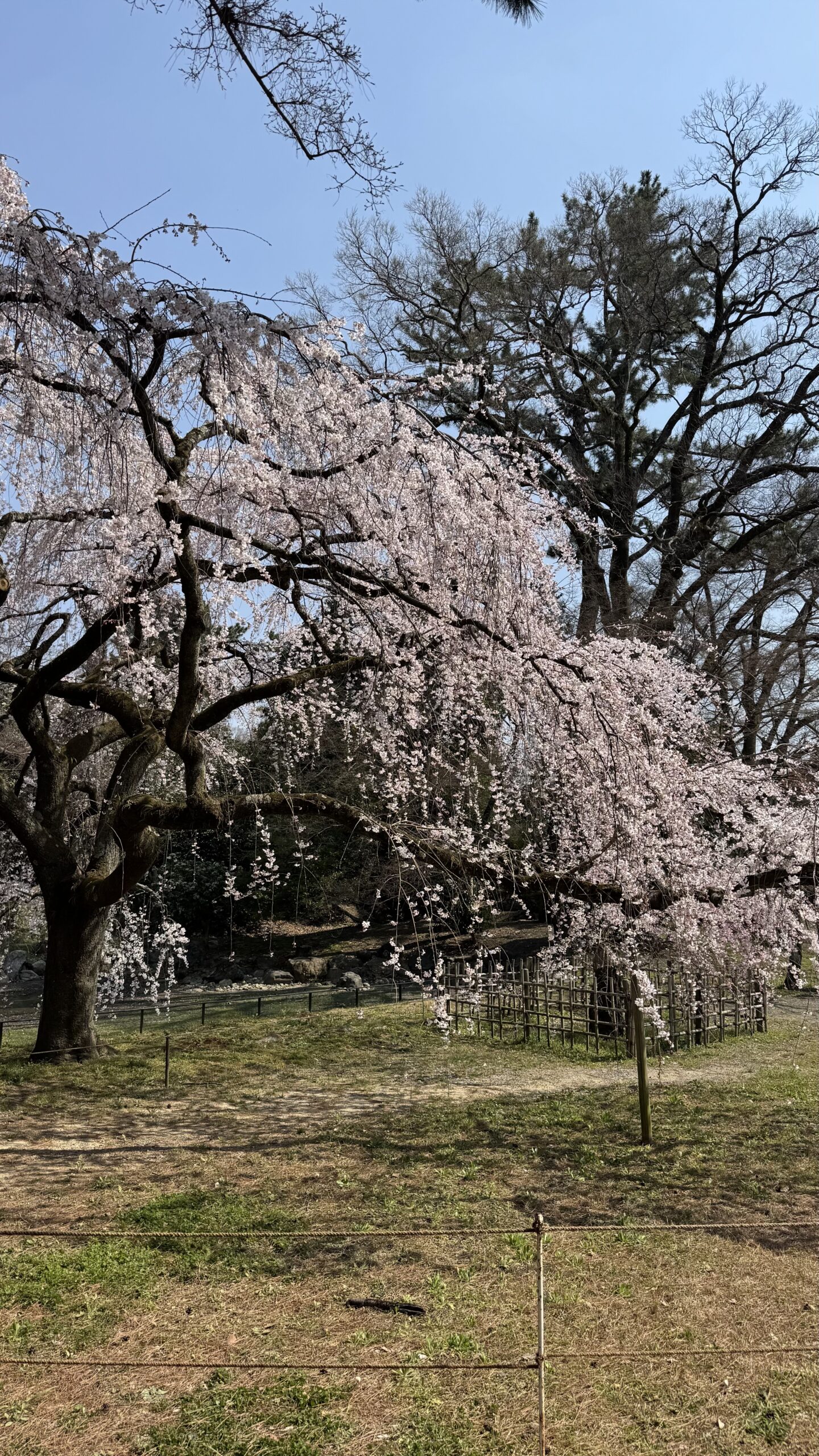 A weeping cherry tree in full blossom on open grass in a Kyoto park.