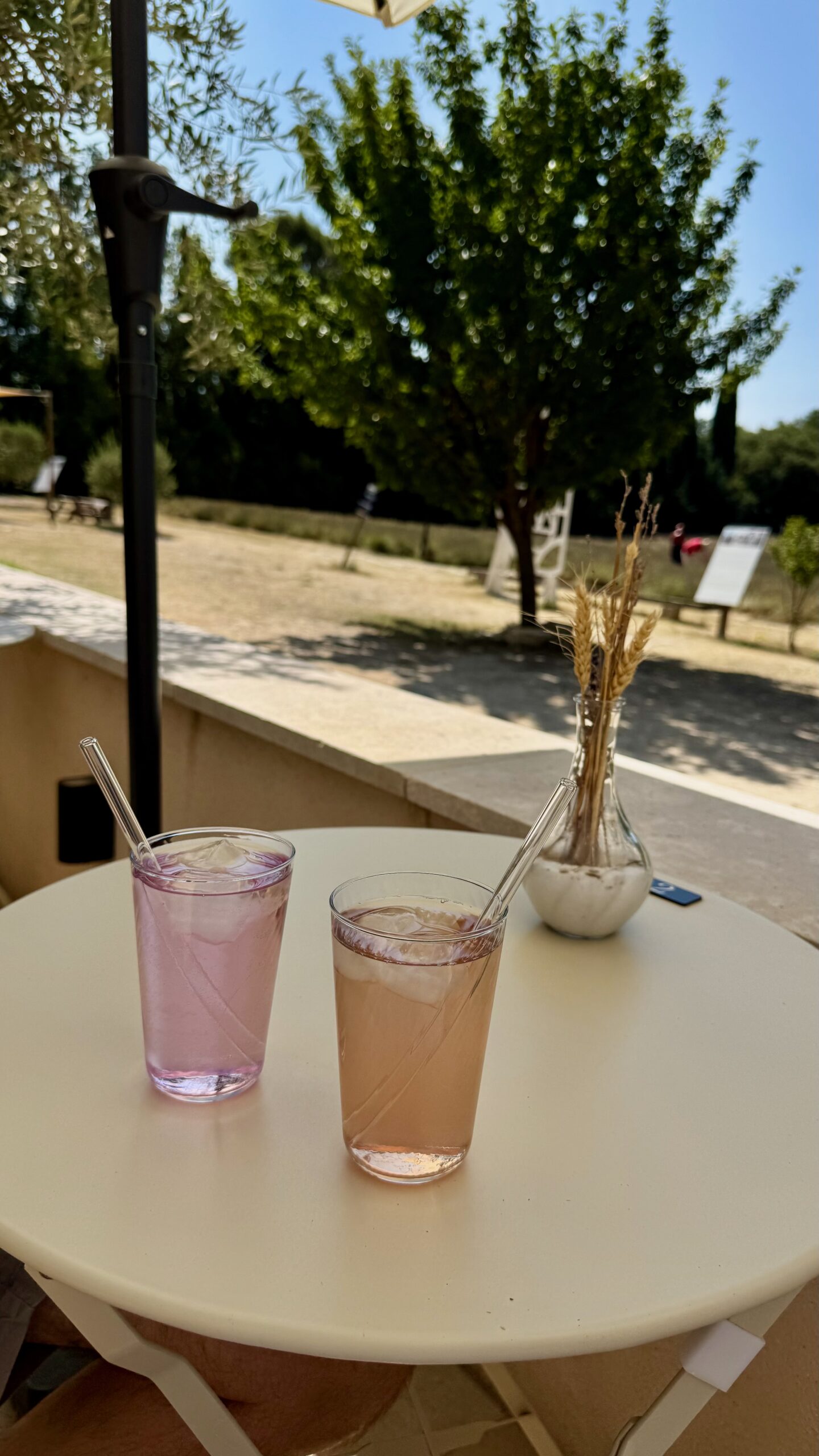 Lavender fields at Terre Ugo outside Aix-en-Provence in late July